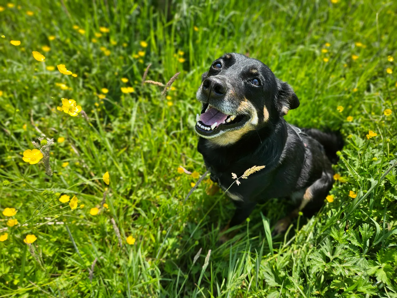 Een zwarte hond kijkt op tussen het gras en de gele bloemen.