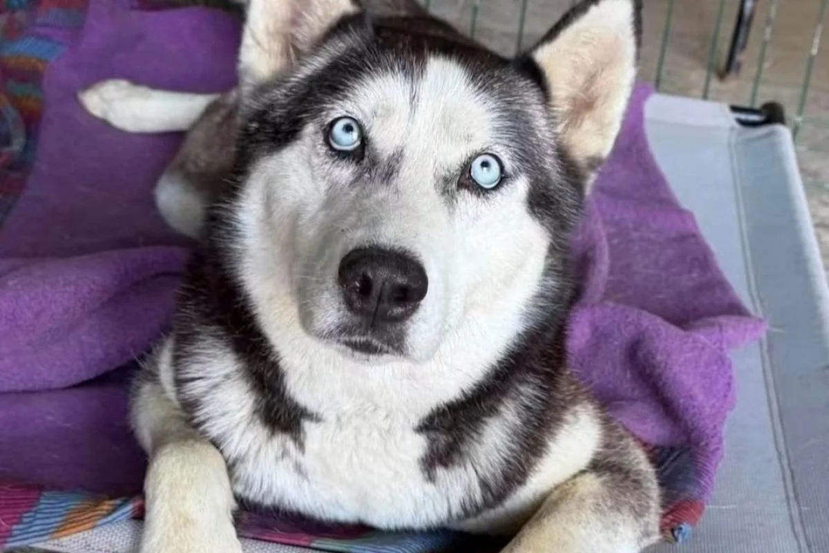 Luna, foto 1.