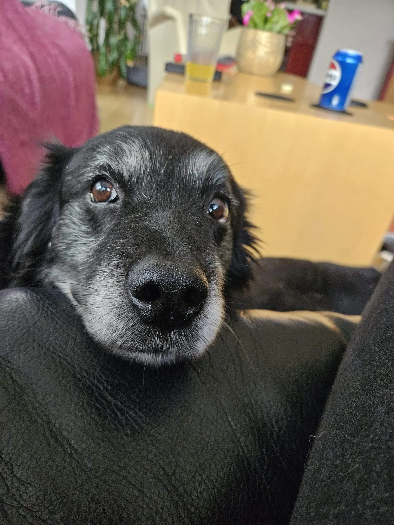 Sam kijkt van dichtbij naar de camera.