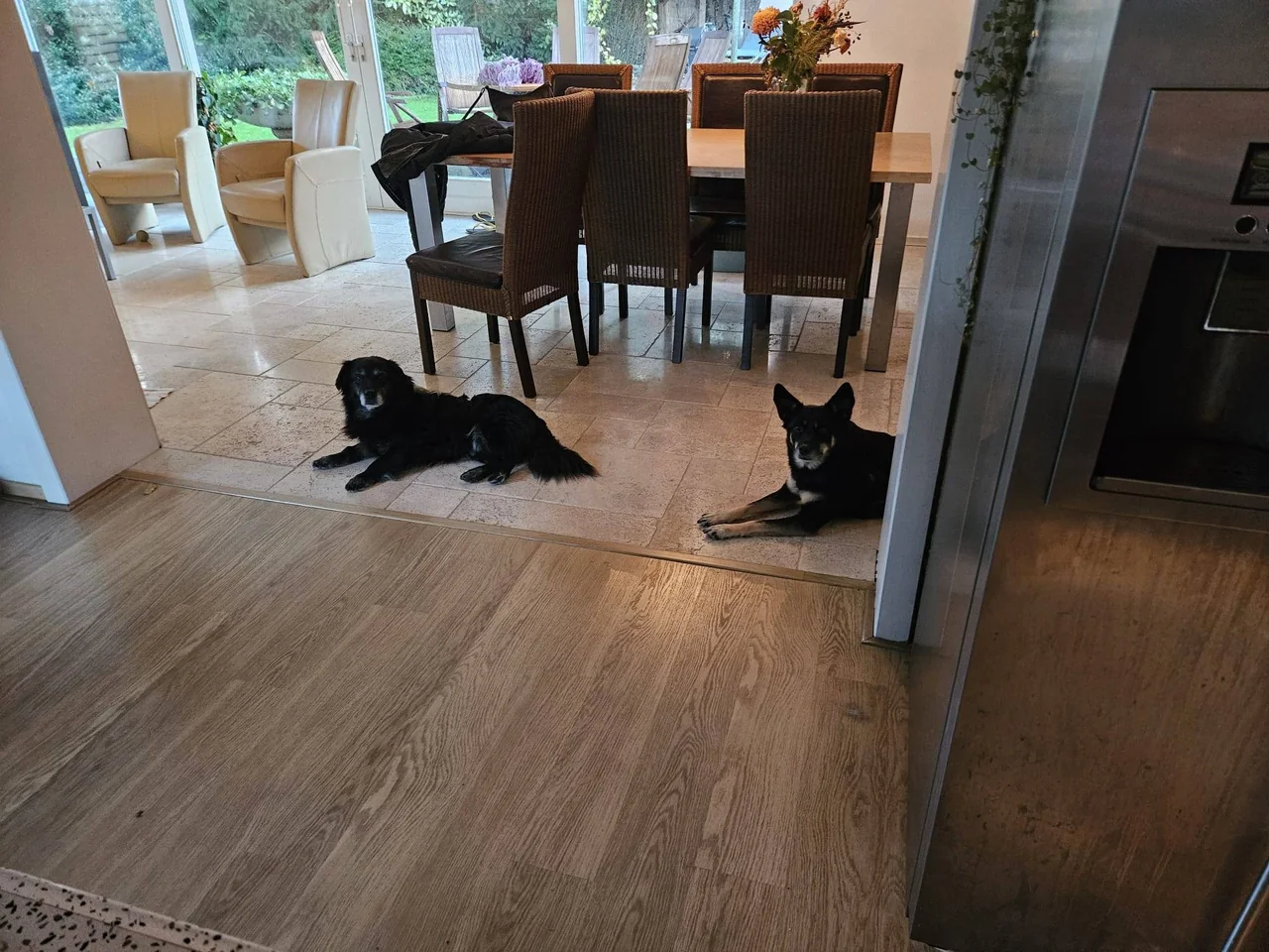 Sam ligt binnenshuis, met een andere hond in de buurt.