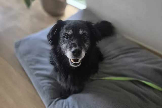 Sam, foto uit het Verhuisdieren-profiel.